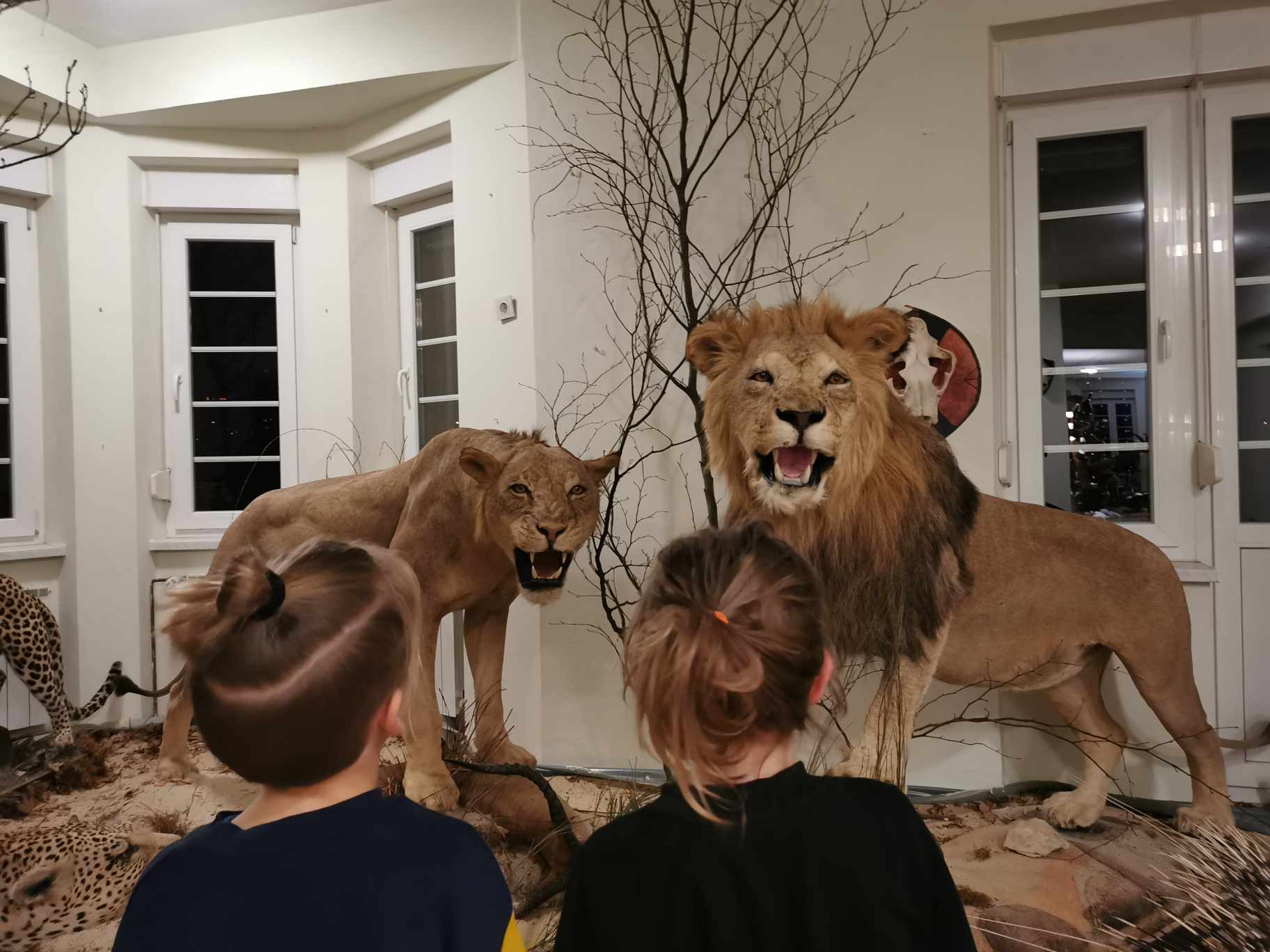 lions in the hunting museum