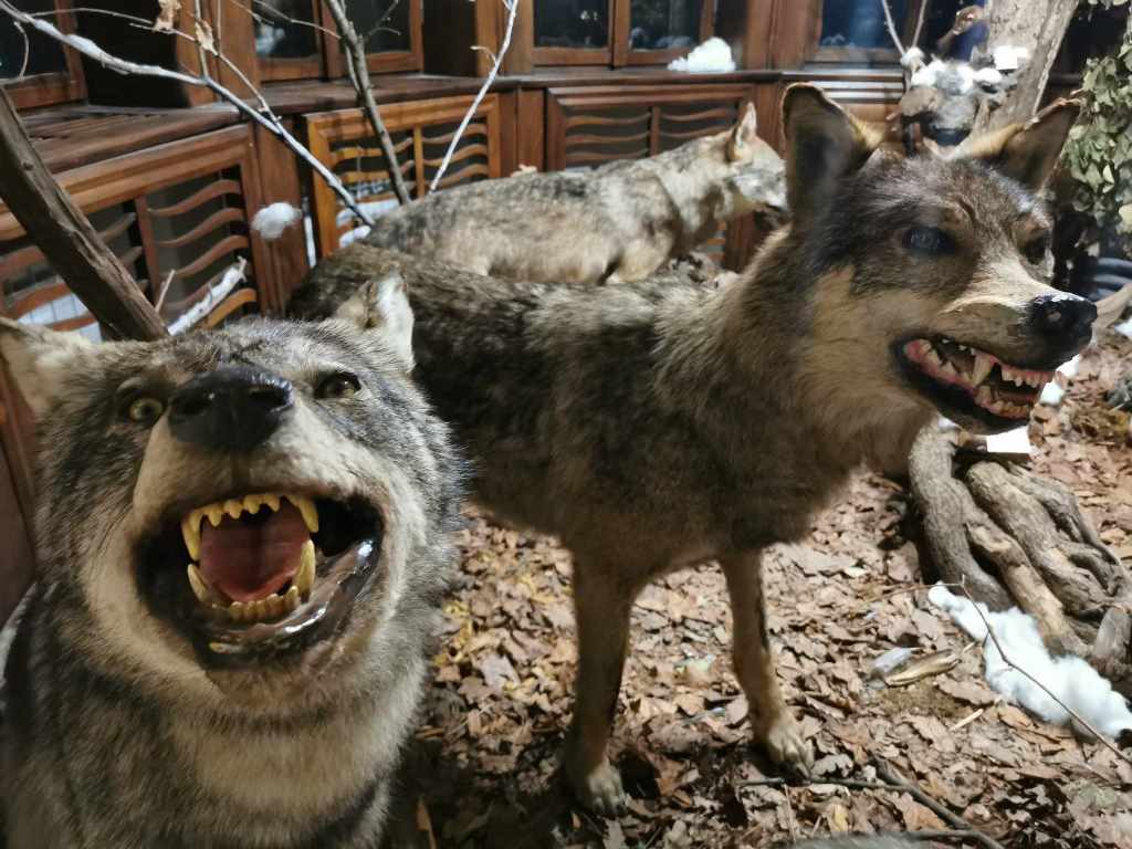 vukovi u lovackom muzeju